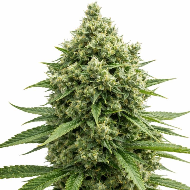 Casey Jones cannabis seeds packaging — Royal King Seeds Australia
