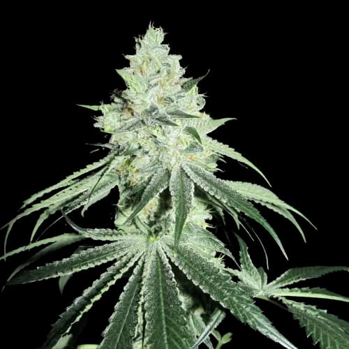 Casper OG cannabis seeds packaging — Royal King Seeds Australia