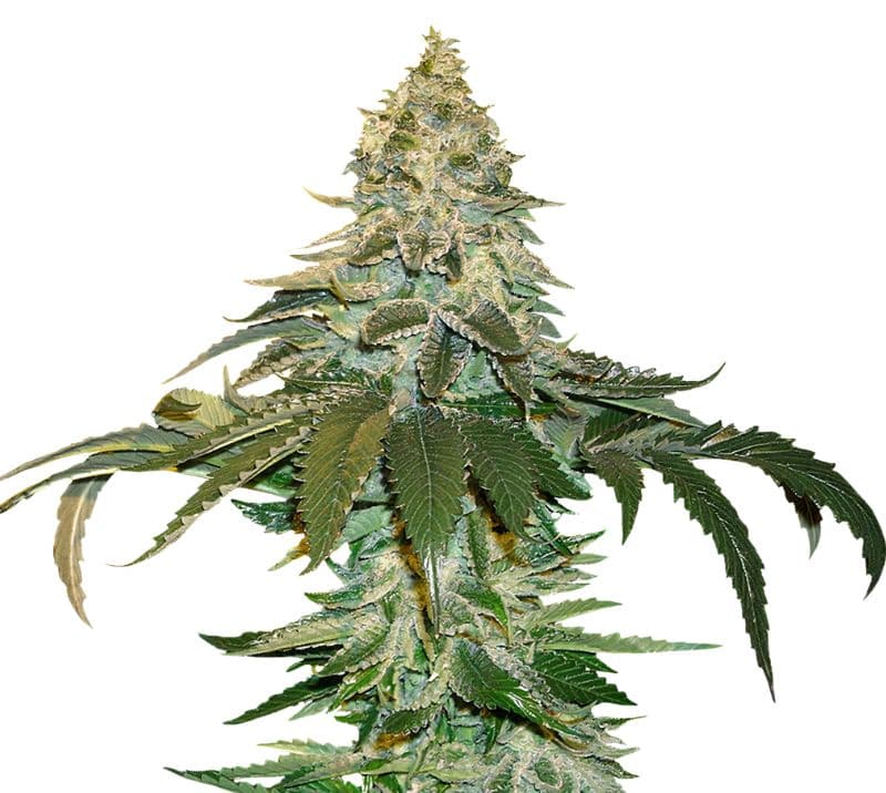 Cataract Kush cannabis seeds packaging — Royal King Seeds Australia