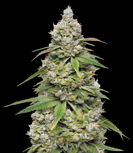 CBD 3D cannabis seeds packaging — Royal King Seeds Australia