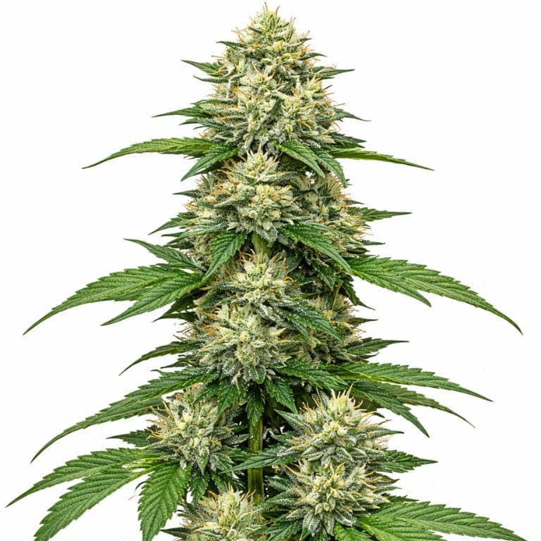 CBD Blueberry cannabis seeds packaging — Royal King Seeds Australia
