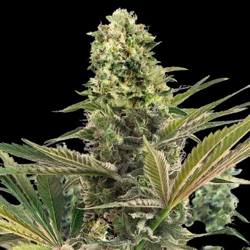 CBD Caramel cannabis seeds packaging — Royal King Seeds Australia