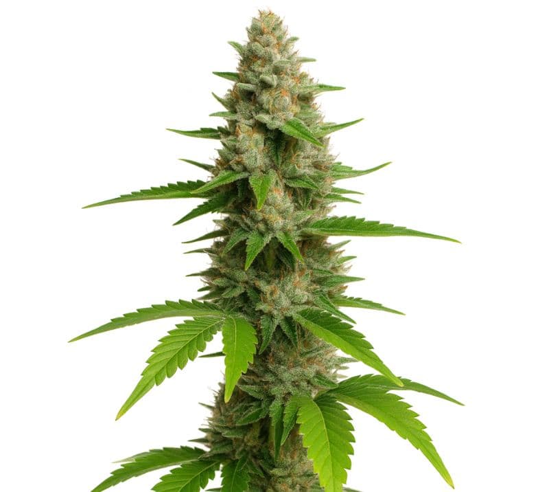 CBD Fast Eddy cannabis seeds packaging — Royal King Seeds Australia