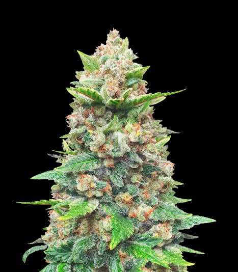 CBD Haze cannabis seeds packaging — Royal King Seeds Australia