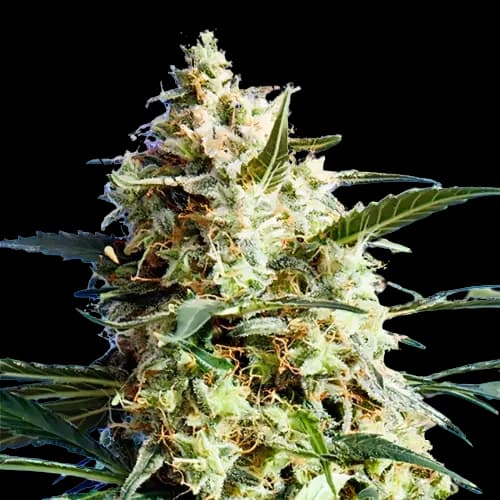 CBD Mango Haze cannabis seeds packaging — Royal King Seeds Australia
