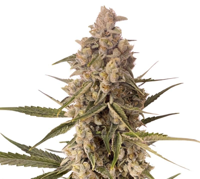 CBD MediHaze cannabis seeds packaging — Royal King Seeds Australia