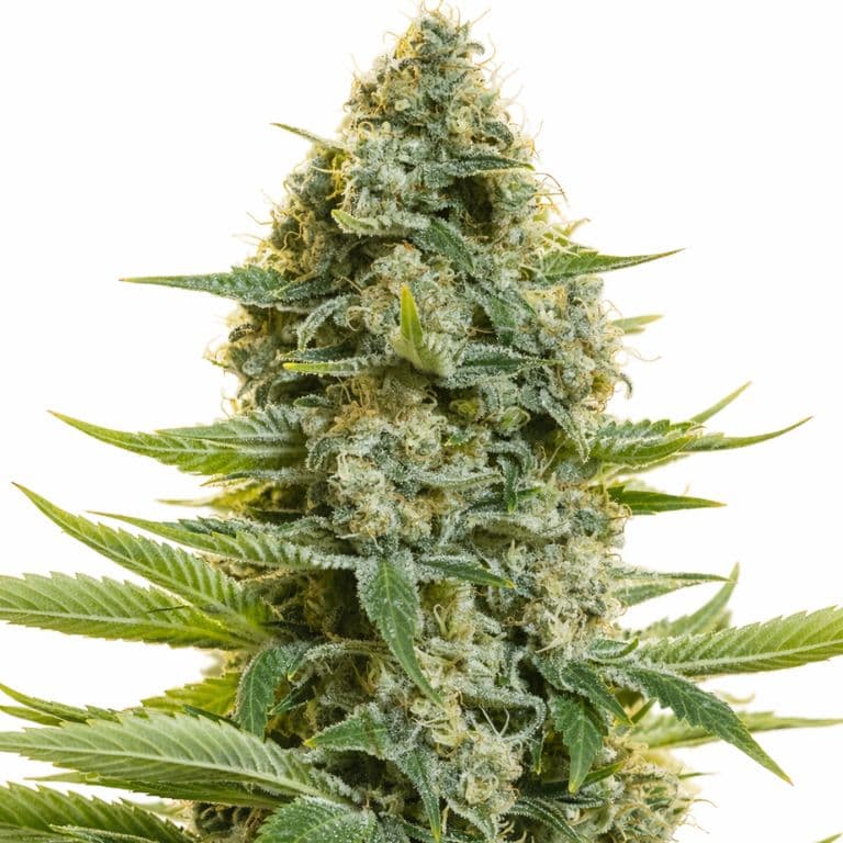 CBD Moby Dick cannabis seeds packaging — Royal King Seeds Australia