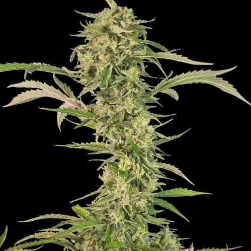 CBD OG Kush cannabis seeds packaging — Royal King Seeds Australia