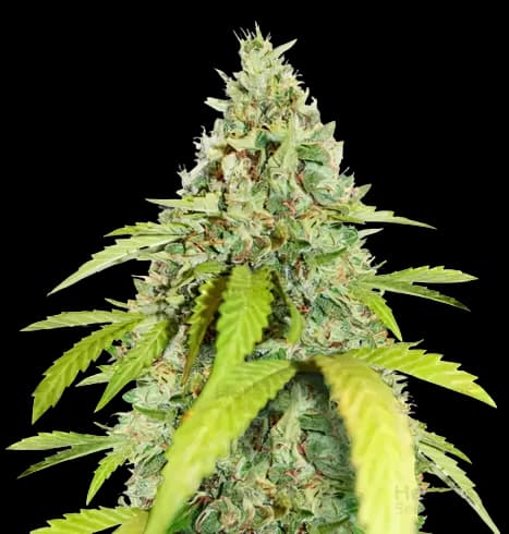 CBD PH Haze cannabis seeds packaging — Royal King Seeds Australia