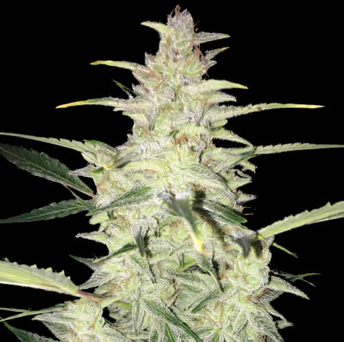 CBD Sour Lemon cannabis seeds packaging — Royal King Seeds Australia