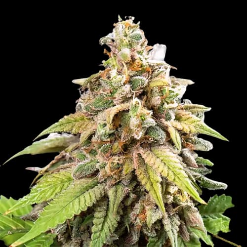 Champagne Kush cannabis seeds packaging — Royal King Seeds Australia