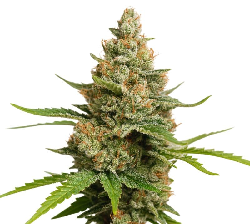 Charlie Sheen cannabis seeds packaging — Royal King Seeds Australia