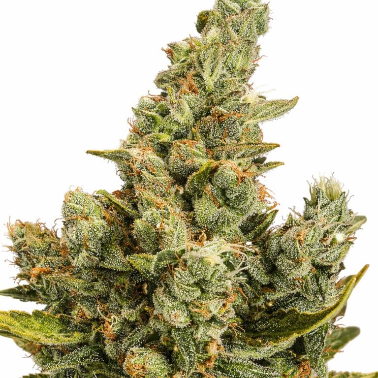 Cheese cannabis seeds packaging — Royal King Seeds Australia