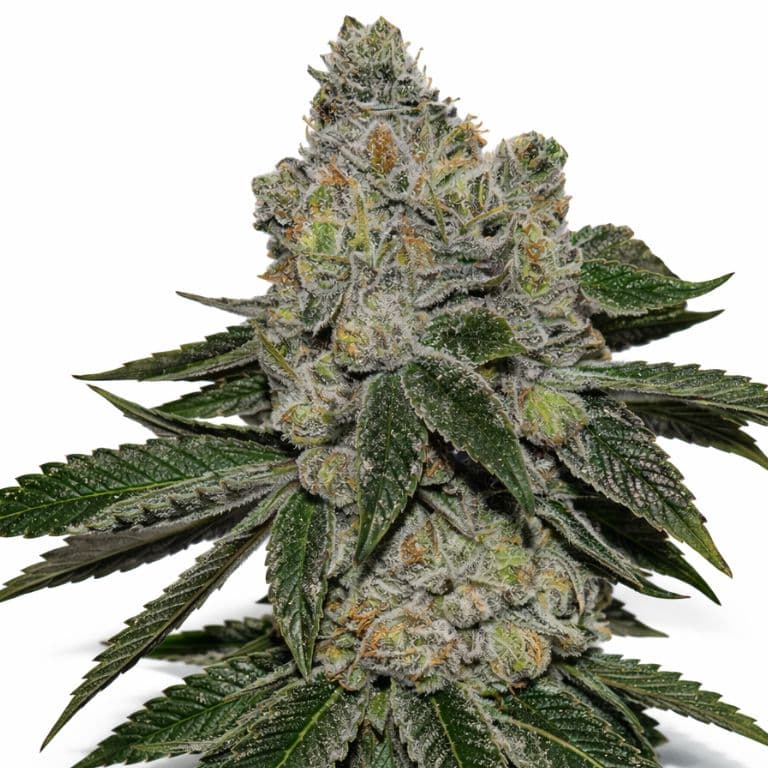 Cheetah Piss cannabis seeds packaging — Royal King Seeds Australia