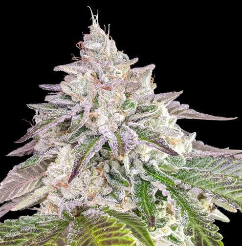 Chem Crush cannabis seeds packaging — Royal King Seeds Australia