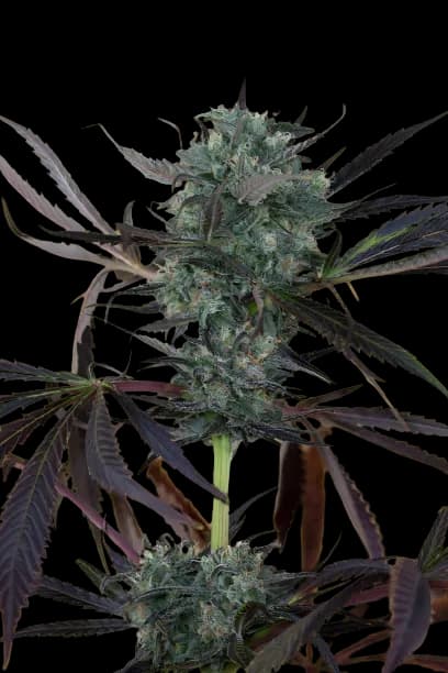 Chem D.O.G. cannabis seeds packaging — Royal King Seeds Australia