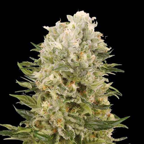 Chem Scout cannabis seeds packaging — Royal King Seeds Australia