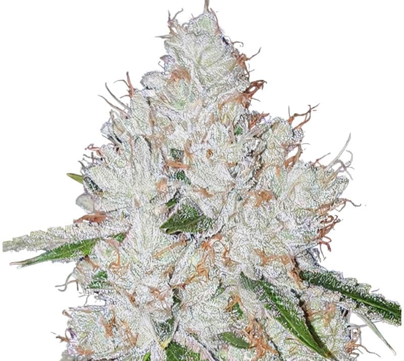 Chem Valley Kush cannabis seeds packaging — Royal King Seeds Australia
