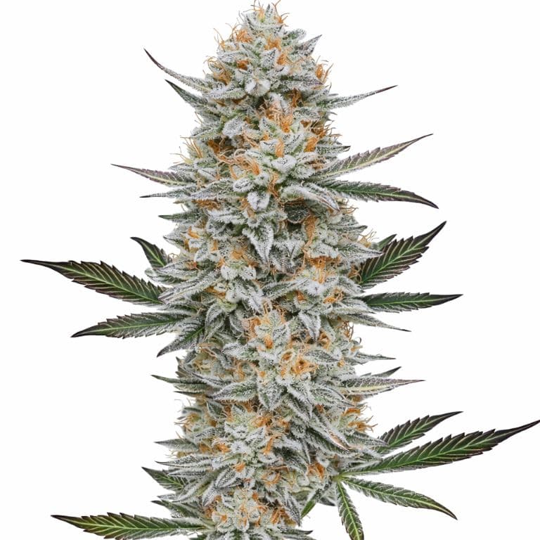 Chemdog #4 cannabis seeds packaging — Royal King Seeds Australia