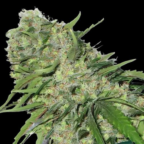 Chemo cannabis seeds packaging — Royal King Seeds Australia