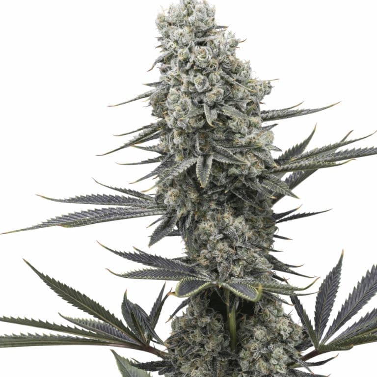 Chernobyl cannabis seeds packaging — Royal King Seeds Australia