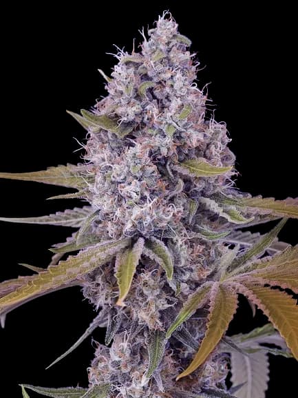 Cherries Jubilee cannabis seeds packaging — Royal King Seeds Australia