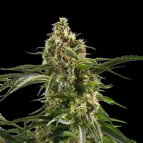 Cherry AK-47 cannabis seeds packaging — Royal King Seeds Australia