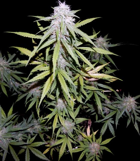 Cherry Bomb cannabis seeds packaging — Royal King Seeds Australia