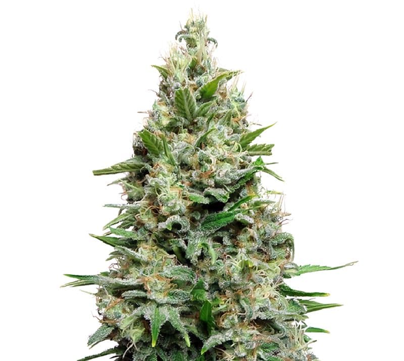 Cherry Diesel cannabis seeds packaging — Royal King Seeds Australia