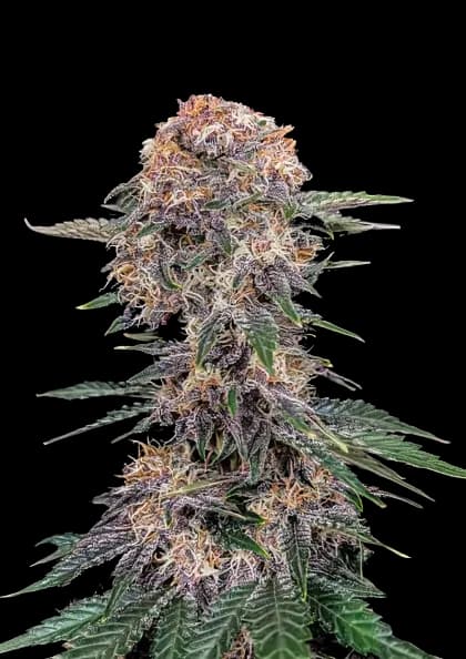 Cherry Kola cannabis seeds packaging — Royal King Seeds Australia