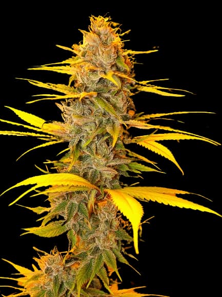Cherry OG cannabis seeds packaging — Royal King Seeds Australia