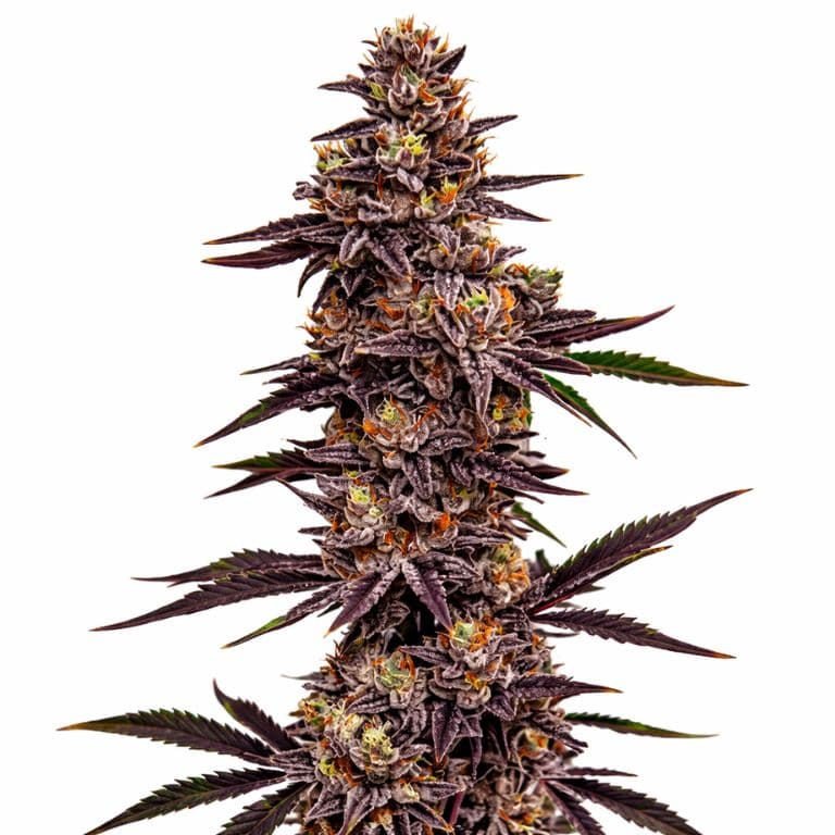 Cherry Pie cannabis seeds packaging — Royal King Seeds Australia