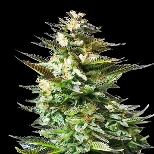 Chiesel cannabis seeds packaging — Royal King Seeds Australia