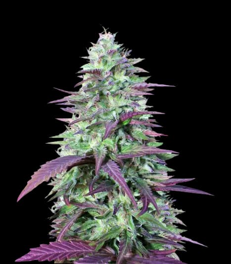 China Yunnan cannabis seeds packaging — Royal King Seeds Australia