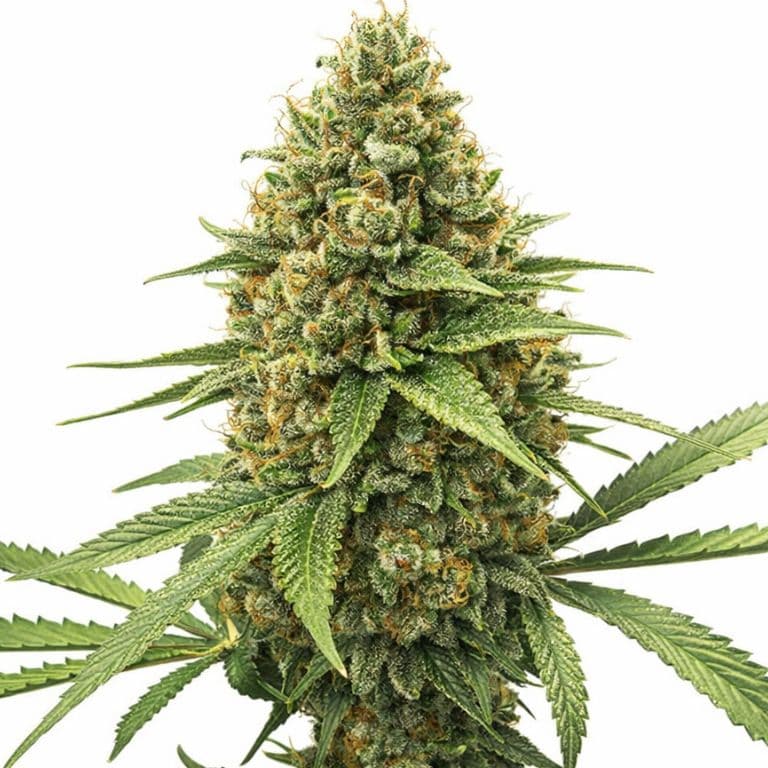 Chocolate Kush cannabis seeds packaging — Royal King Seeds Australia