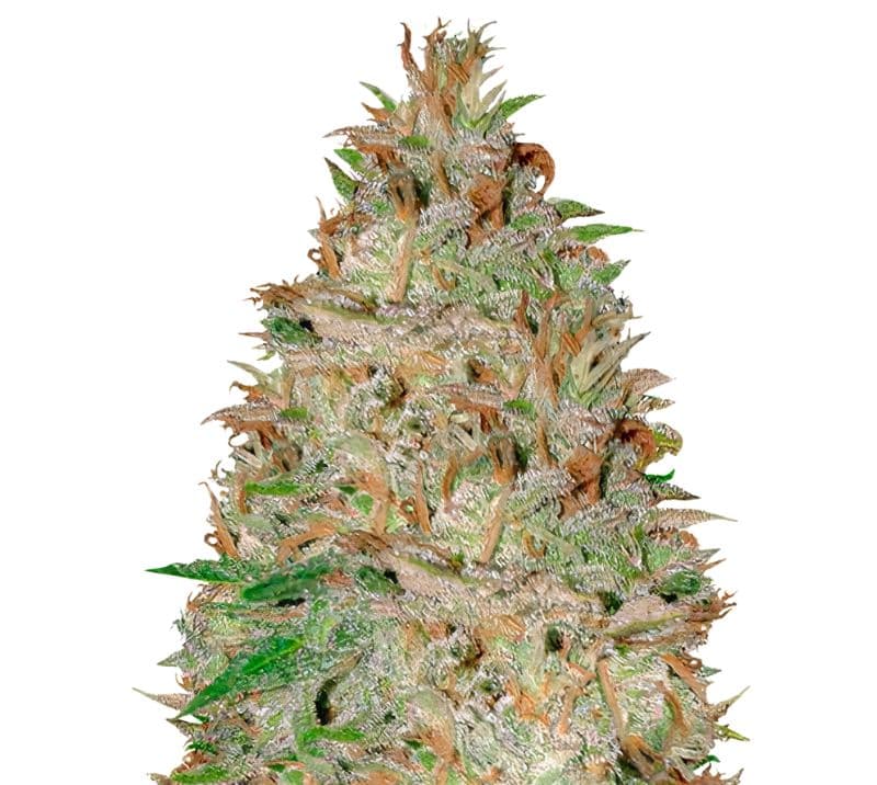 Chocolate Orange cannabis seeds packaging — Royal King Seeds Australia
