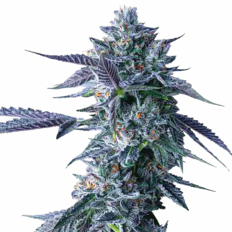 Chocolope cannabis seeds packaging — Royal King Seeds Australia