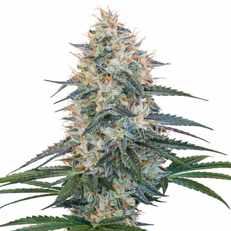 Chocolope Kush cannabis seeds packaging — Royal King Seeds Australia