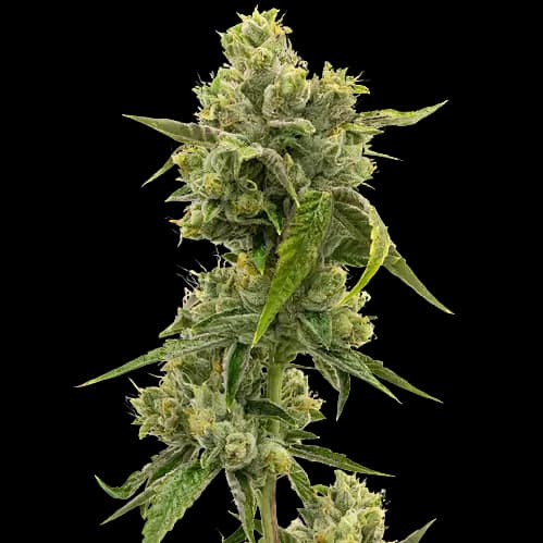 CHR Super OG cannabis seeds packaging — Royal King Seeds Australia