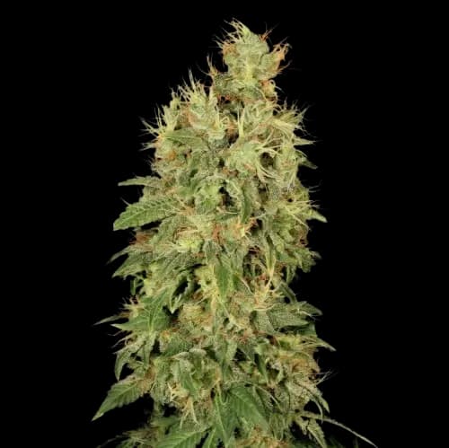 Chronic cannabis seeds packaging — Royal King Seeds Australia