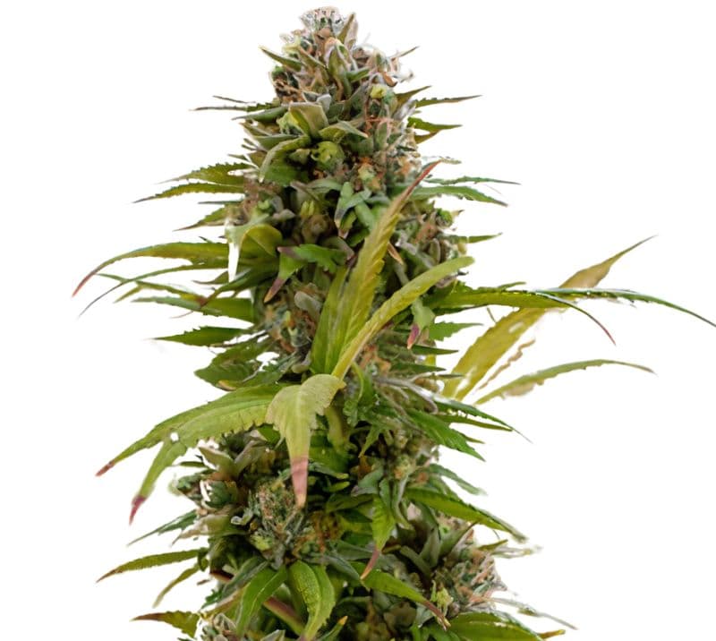 Chronic Thunder cannabis seeds packaging — Royal King Seeds Australia