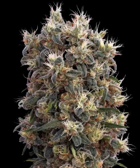 Church OG cannabis seeds packaging — Royal King Seeds Australia