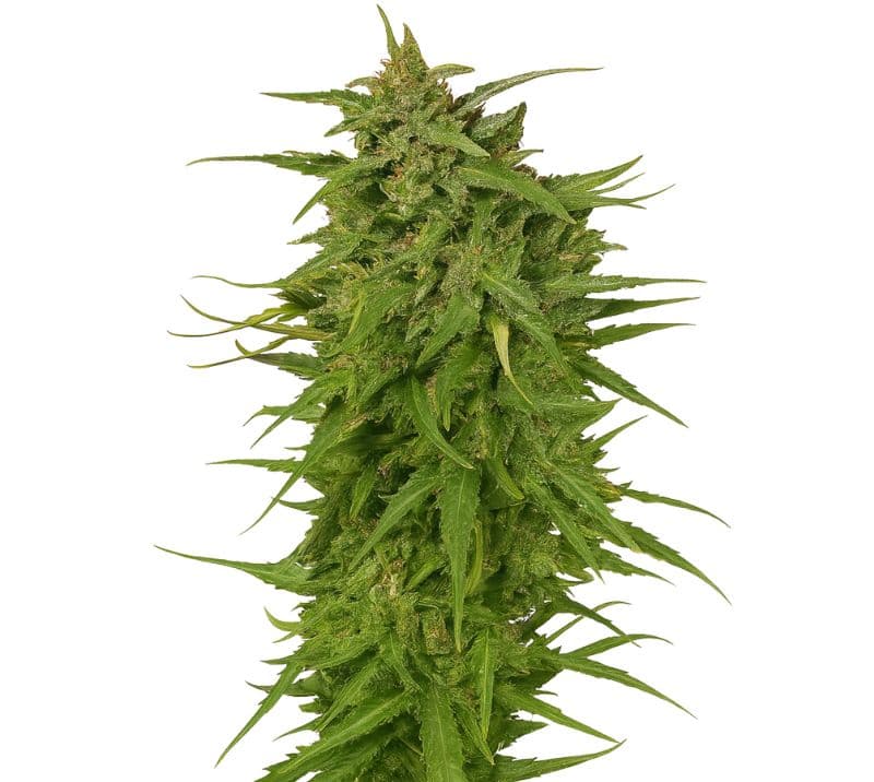 Cinex cannabis seeds packaging — Royal King Seeds Australia