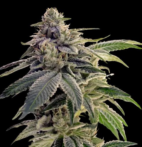 Citrix cannabis seeds packaging — Royal King Seeds Australia