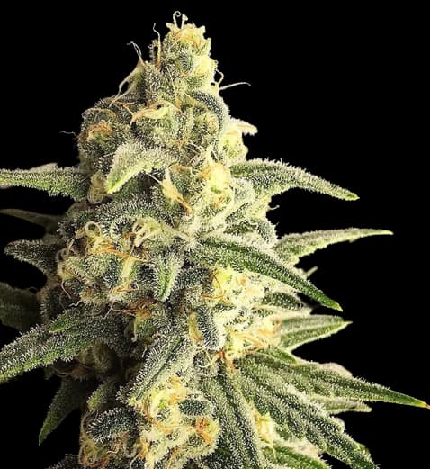 Citrus Sap cannabis seeds packaging — Royal King Seeds Australia