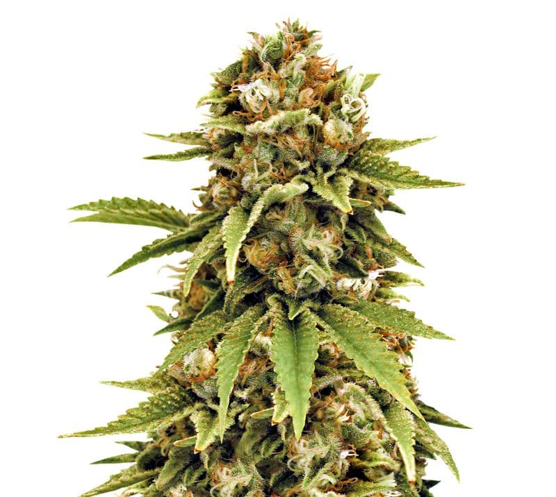 Cluster Bomb cannabis seeds packaging — Royal King Seeds Australia