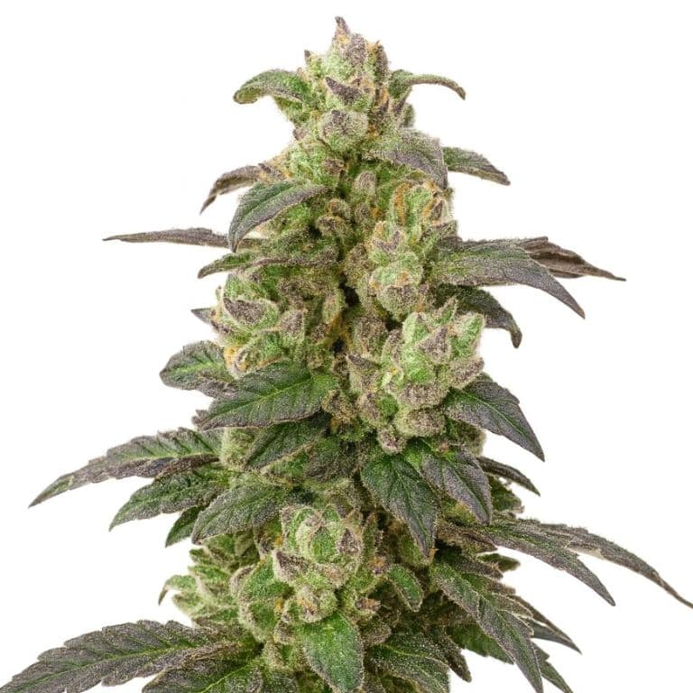 Coffee cannabis seeds packaging — Royal King Seeds Australia