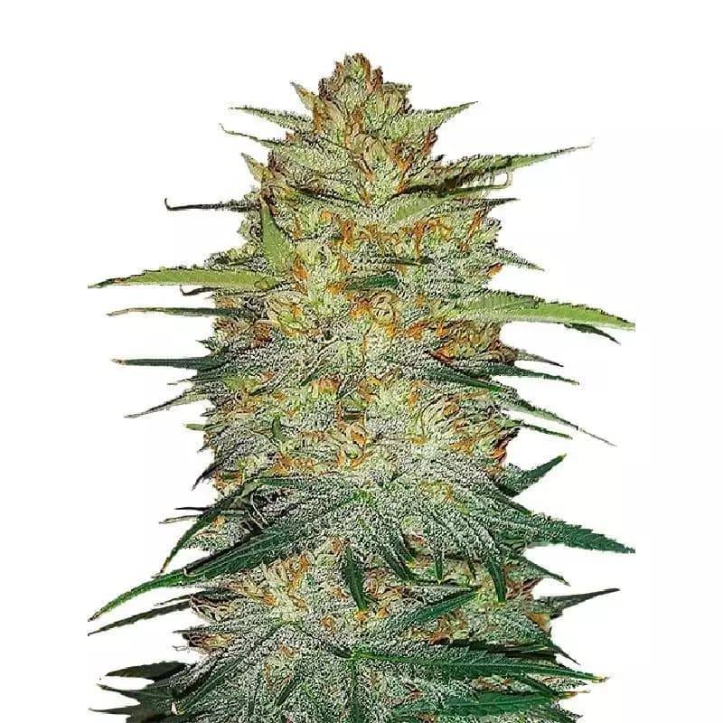 Cold War Kush cannabis seeds packaging — Royal King Seeds Australia