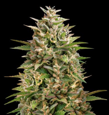 Colorado Clementines cannabis seeds packaging — Royal King Seeds Australia