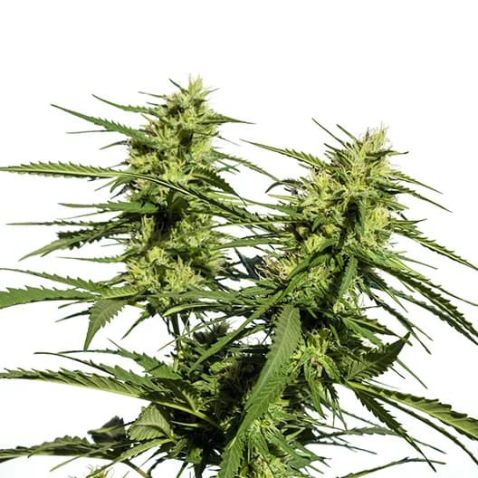 Confidential Wreck cannabis seeds packaging — Royal King Seeds Australia